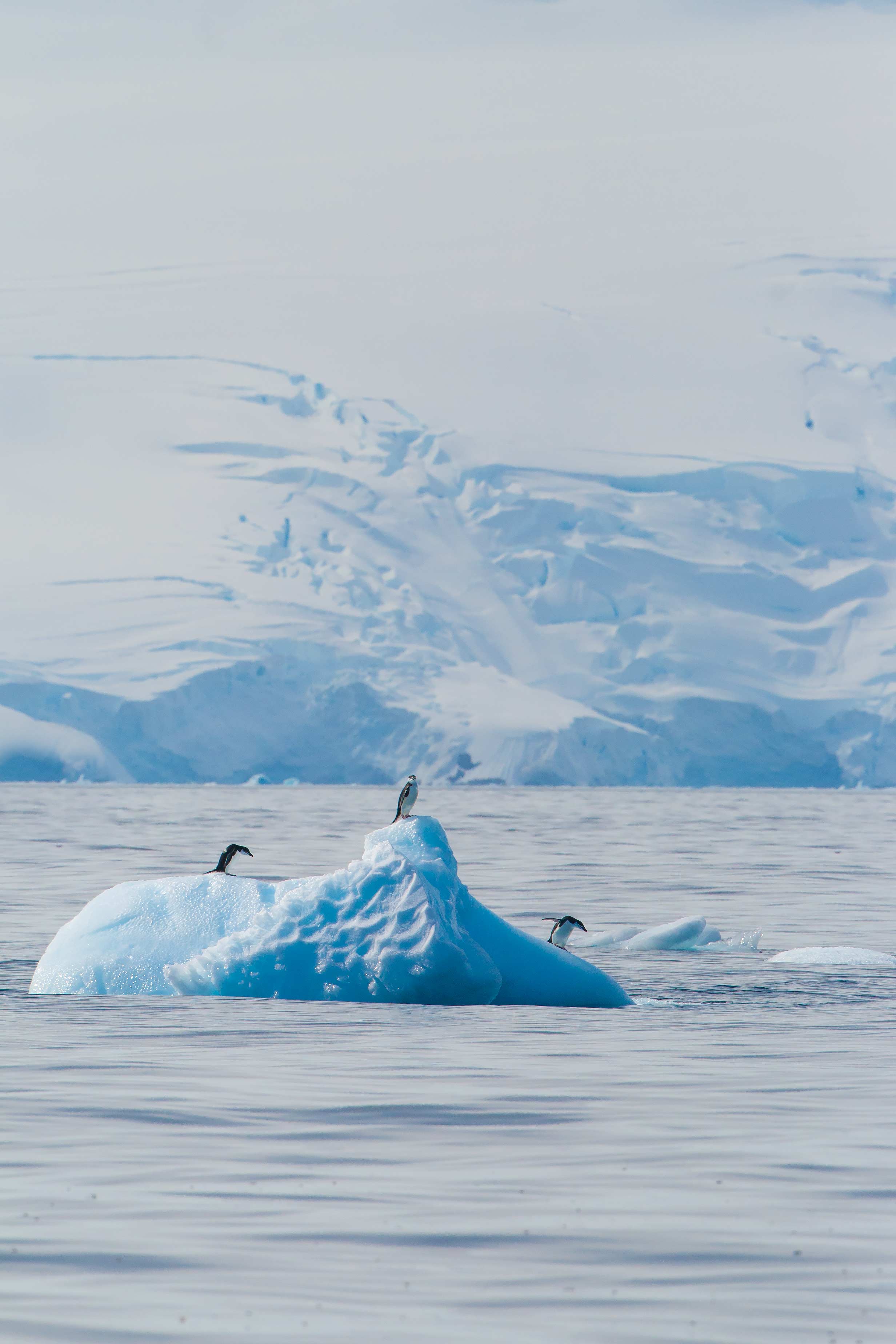 2464x3696 Antarctica Phone Wallpaper