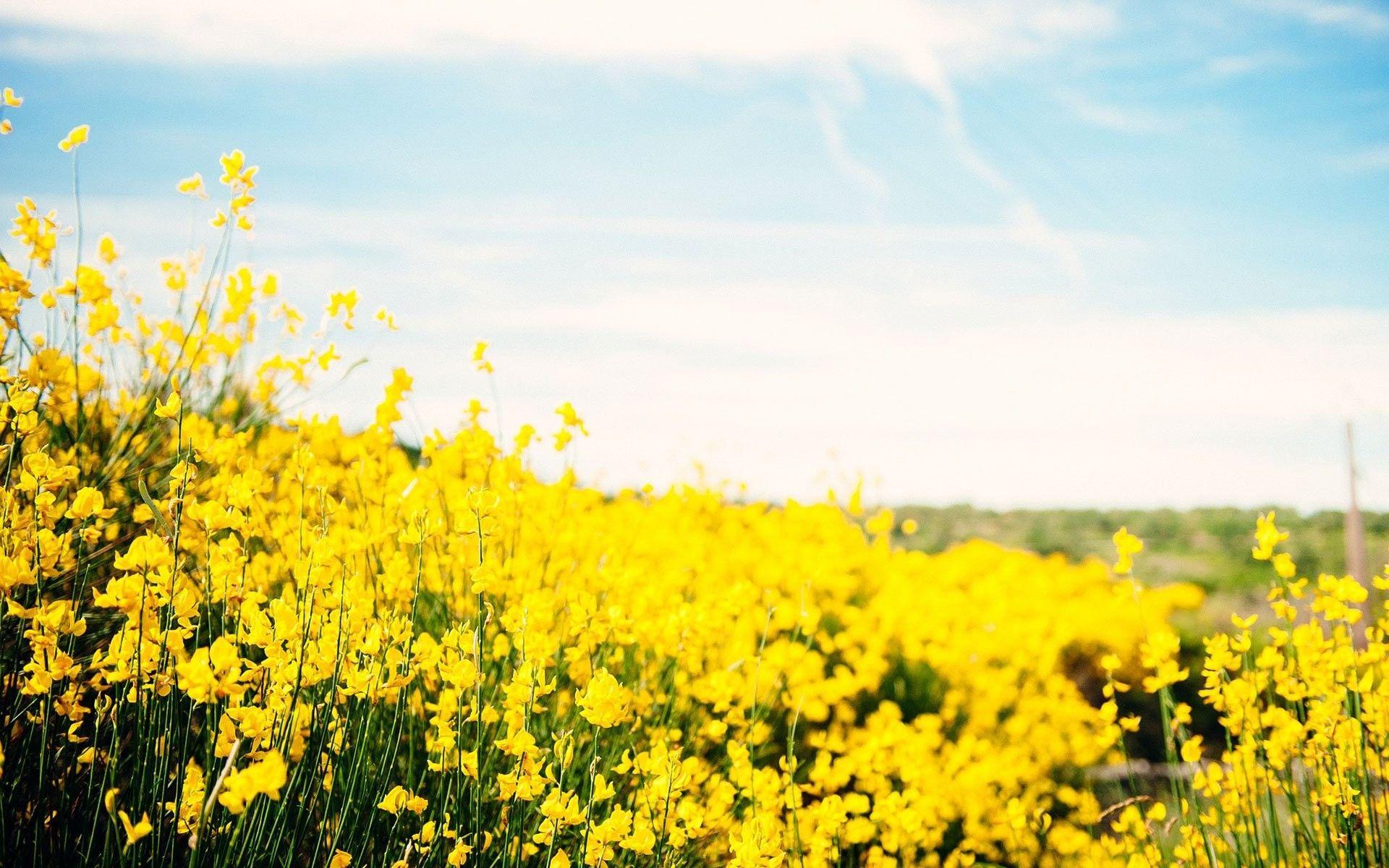 Beautiful Yellow Nature Wallpapers - Top Free Beautiful Yellow Nature ...