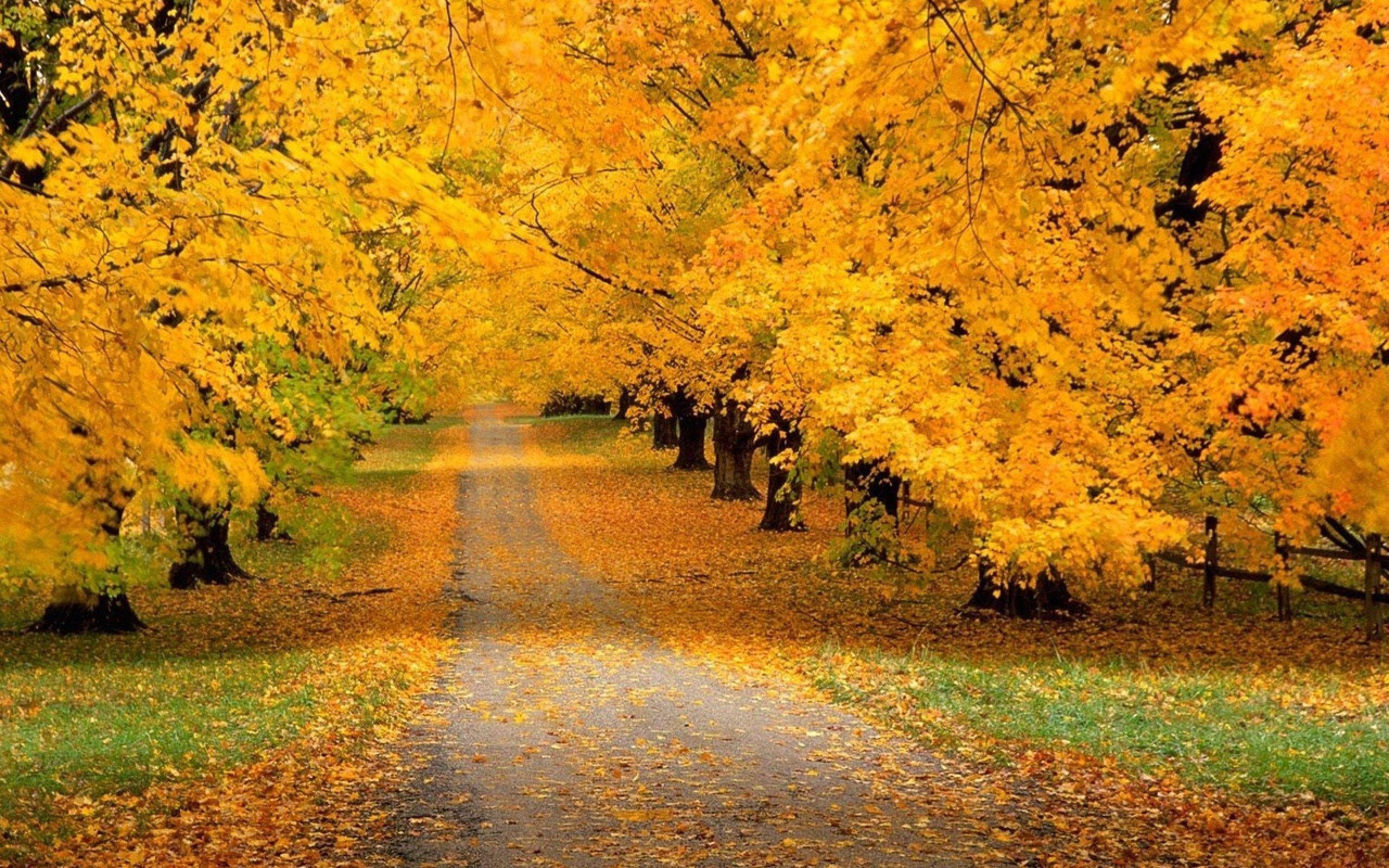 Beautiful Yellow Nature Wallpapers - Top Free Beautiful Yellow Nature ...