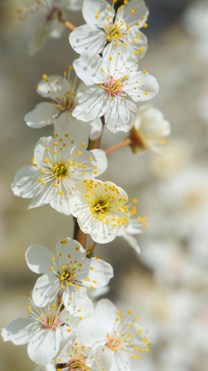 675x1200 HD Wallpaper By: Mylene2401 #DownloadTheApp #flowers #plant #white #yellow #nature #photooftheday #beautiful #wonderful #amazing #awesome #HDWallpaper # wallpaper #Download
