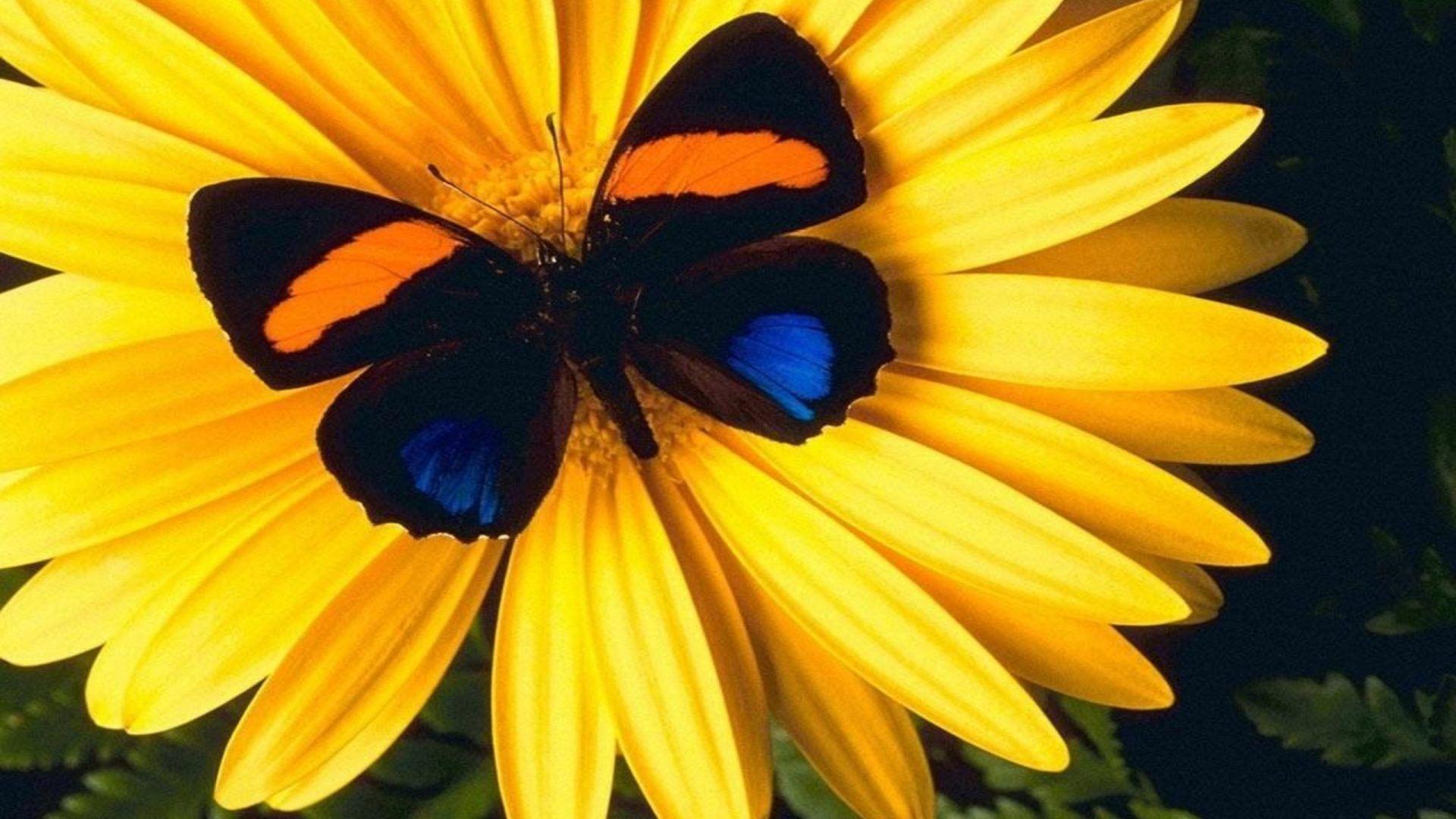 1920x1080 Lovely Yellow Flower With Colorful Butterfly HD Wallpaper For Mobile Phones And Laptops 2560x1600 :