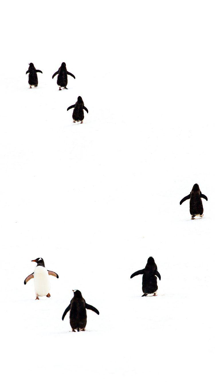 750x1333 Adelie Penguin Mobile Wallpaper