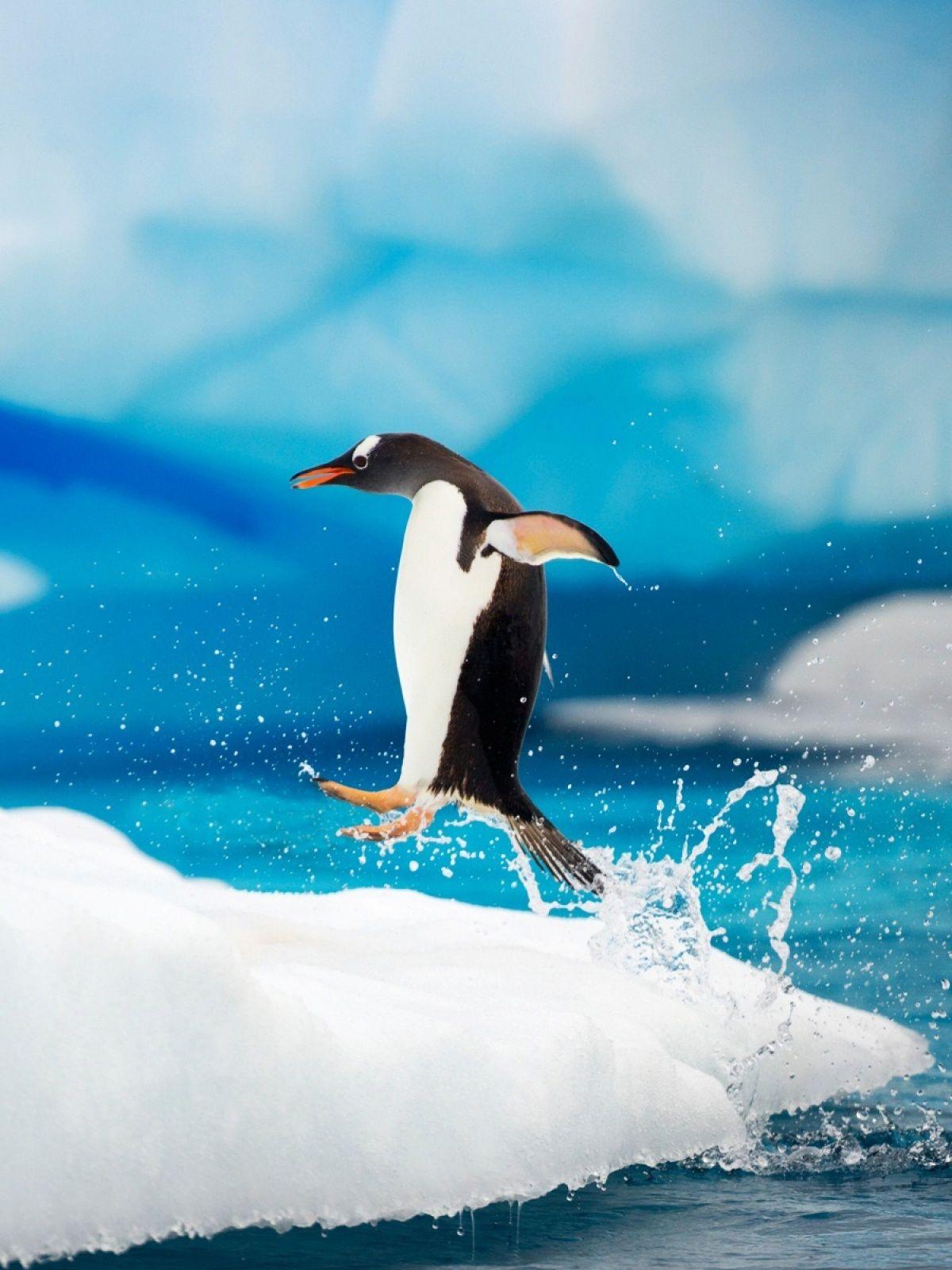 1200x1600 Gentoo Penguins Antarctica Mobile Wallpaper