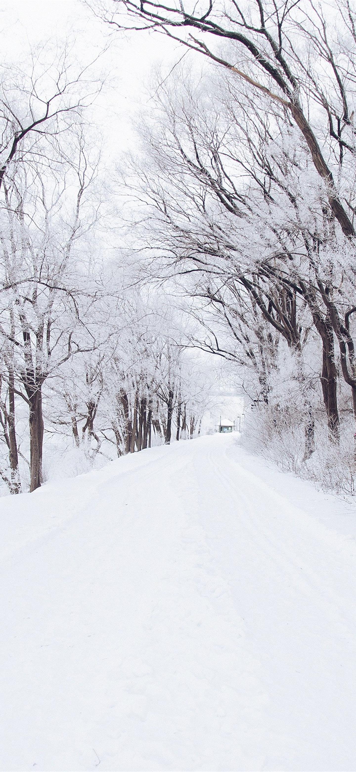 1440x3120 Winter Road Romantic Nature Snow White Phone Wallpaper Download