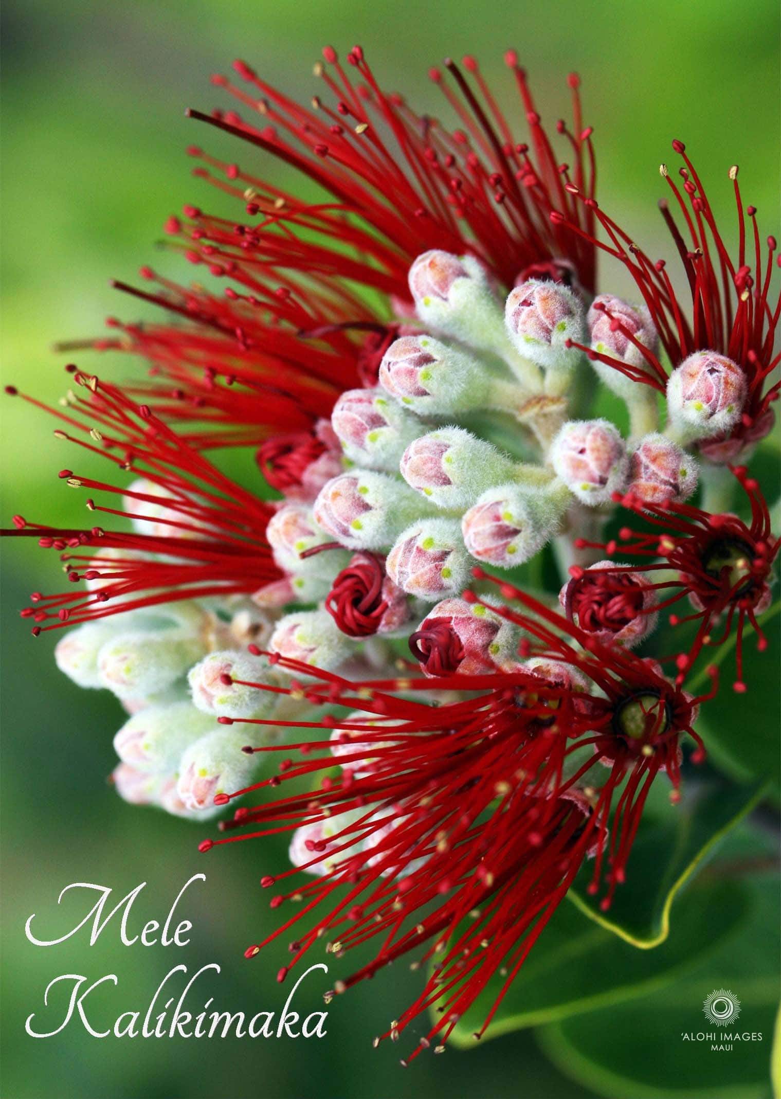1519x2137 Alohi Image Maui Up Mākeke