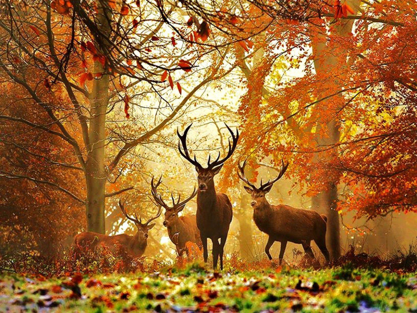 Beautiful Deer Wallpapers - Top Free Beautiful Deer Backgrounds