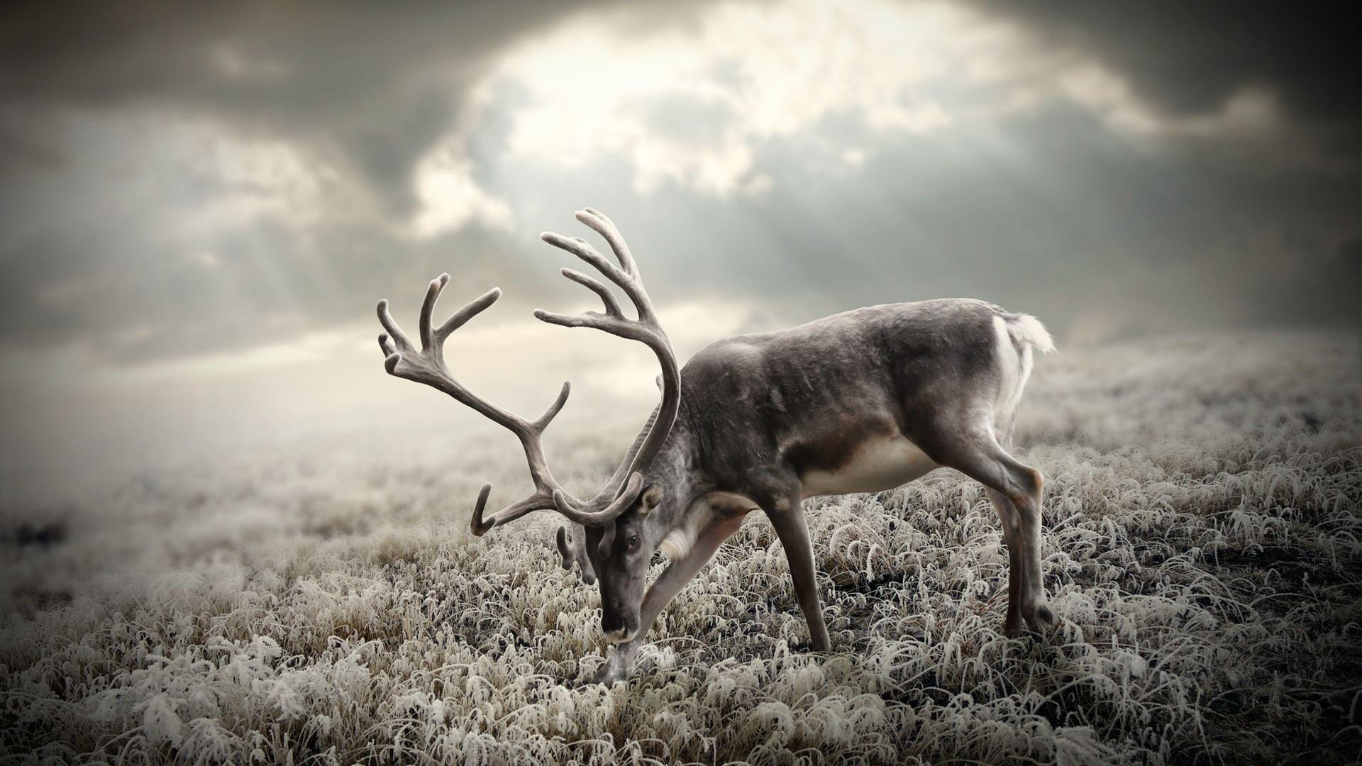 1920x1080 Beautiful Deer Wallpaper
