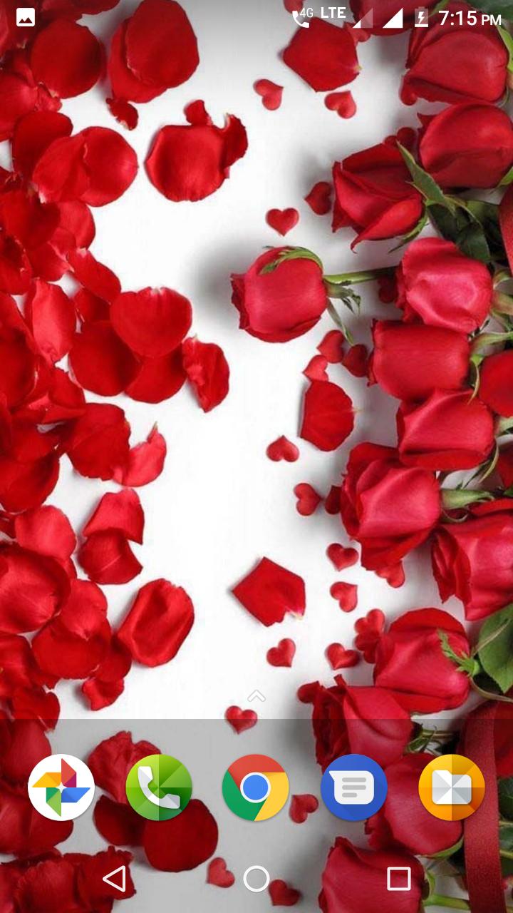 720x1280 Beautiful Flowers HD Wallpaper for Android