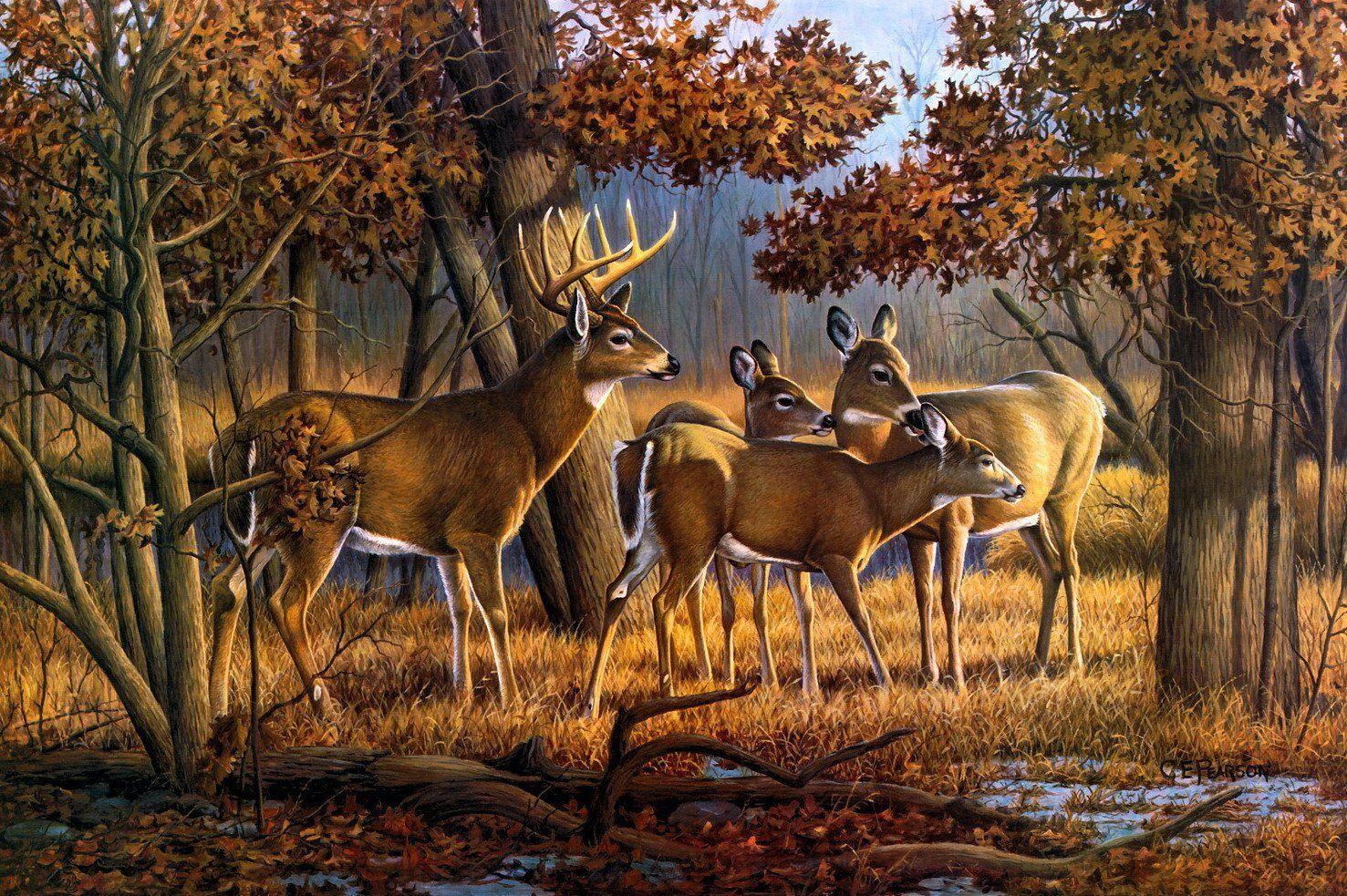 1477x983 Deer Wallpaper