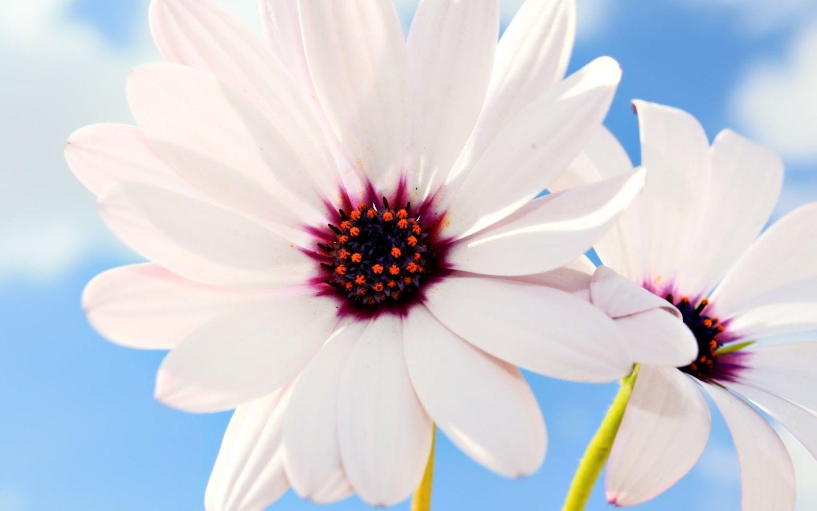 1600x1000 Beautiful Flower Wallpaper HD