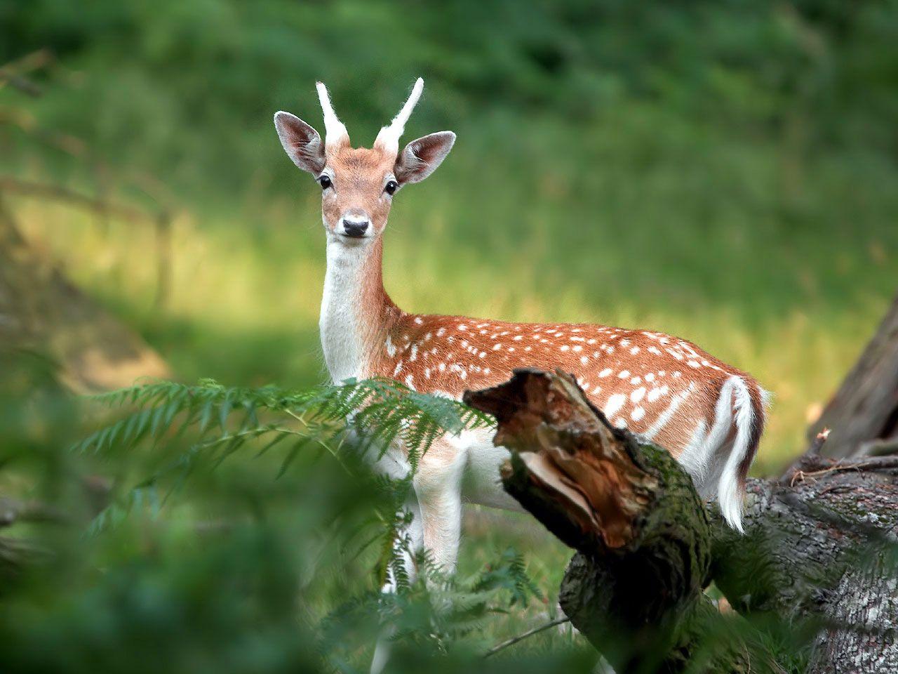 Beautiful Deer Wallpapers - Top Free Beautiful Deer Backgrounds ...