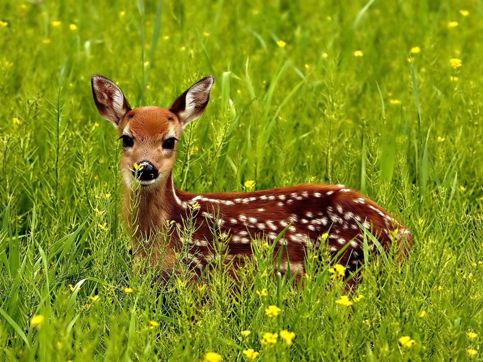 Baby Deer Background 6861339