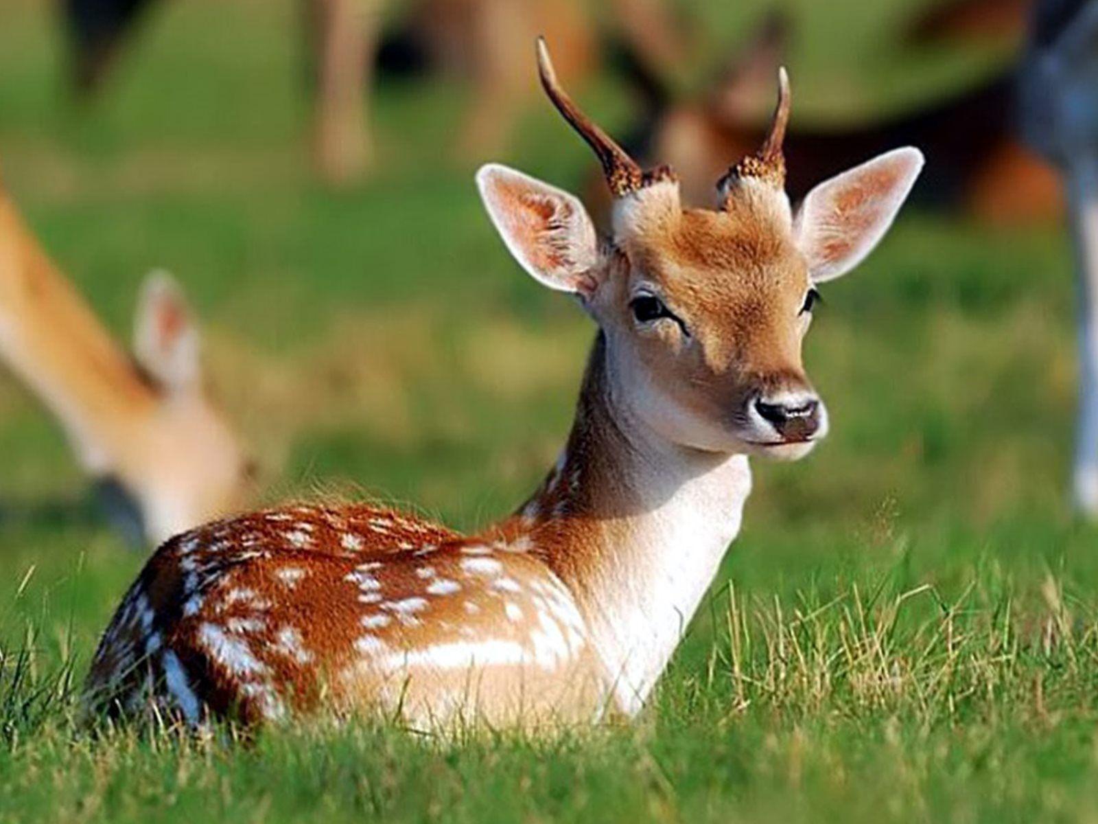 1600x1200 Beautiful Deer In Park HD Wallpaper
