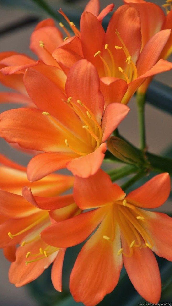 720x1280 World S Most Beautiful Flowers Wallpaper Beautiful Orange Flowers Wallpaper & Background Download