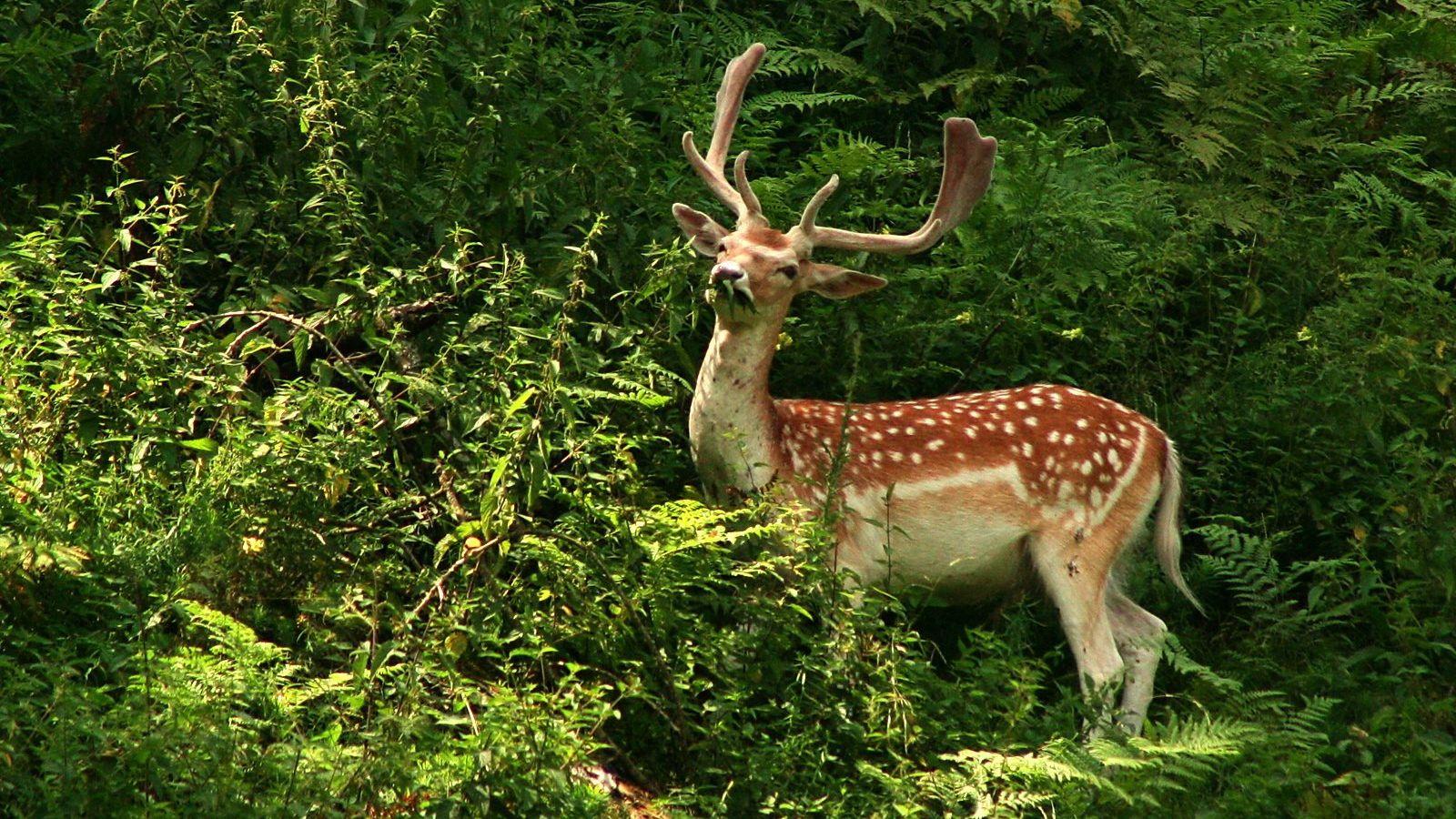 1600x900 Free download Beautiful Wallpaper For Desktop Deer wallpaper HD [1600x1200] for your Desktop, Mobile & Tablet. Explore Wallpaper of Deer for Computer. Whitetail Deer Photo for Wallpaper, Whitetail Deer