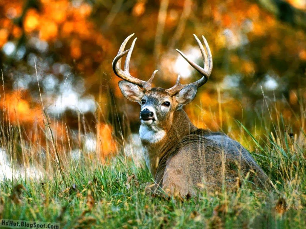1024x768 Best Of Deer Wallpaper HD This Year