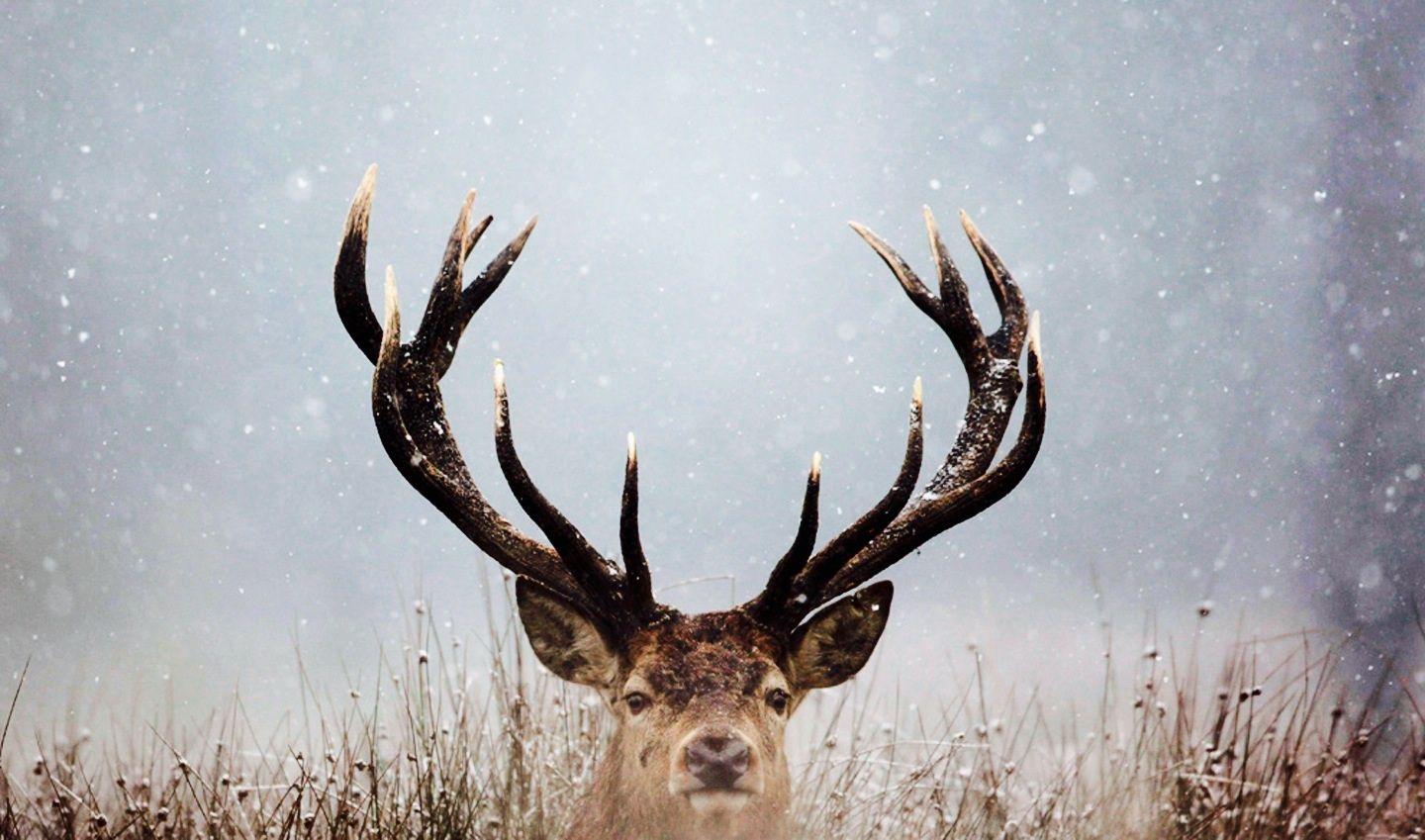 1440x849 Stag Deer In Snow HD Wallpaper