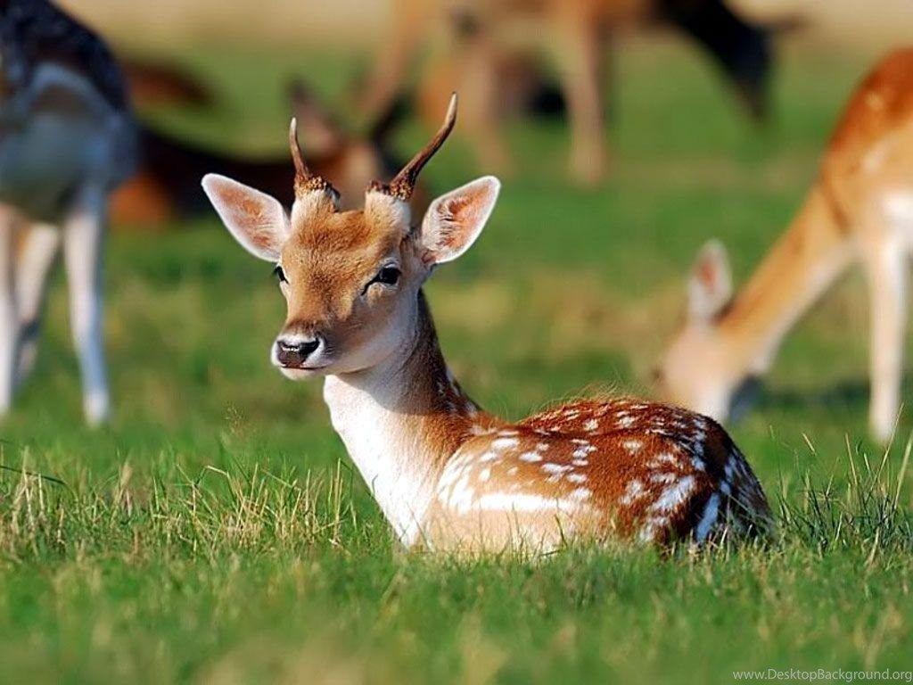 1024x768 Deer Wallpaper Beautiful Wild Deer Picture Gallery Desktop Background