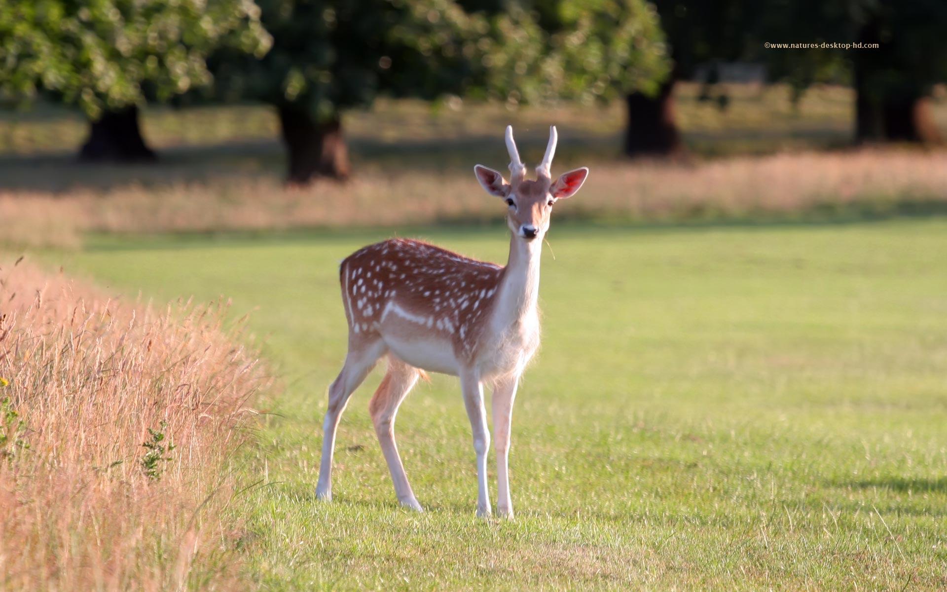 1920x1200 Free Live Deer Wallpaper