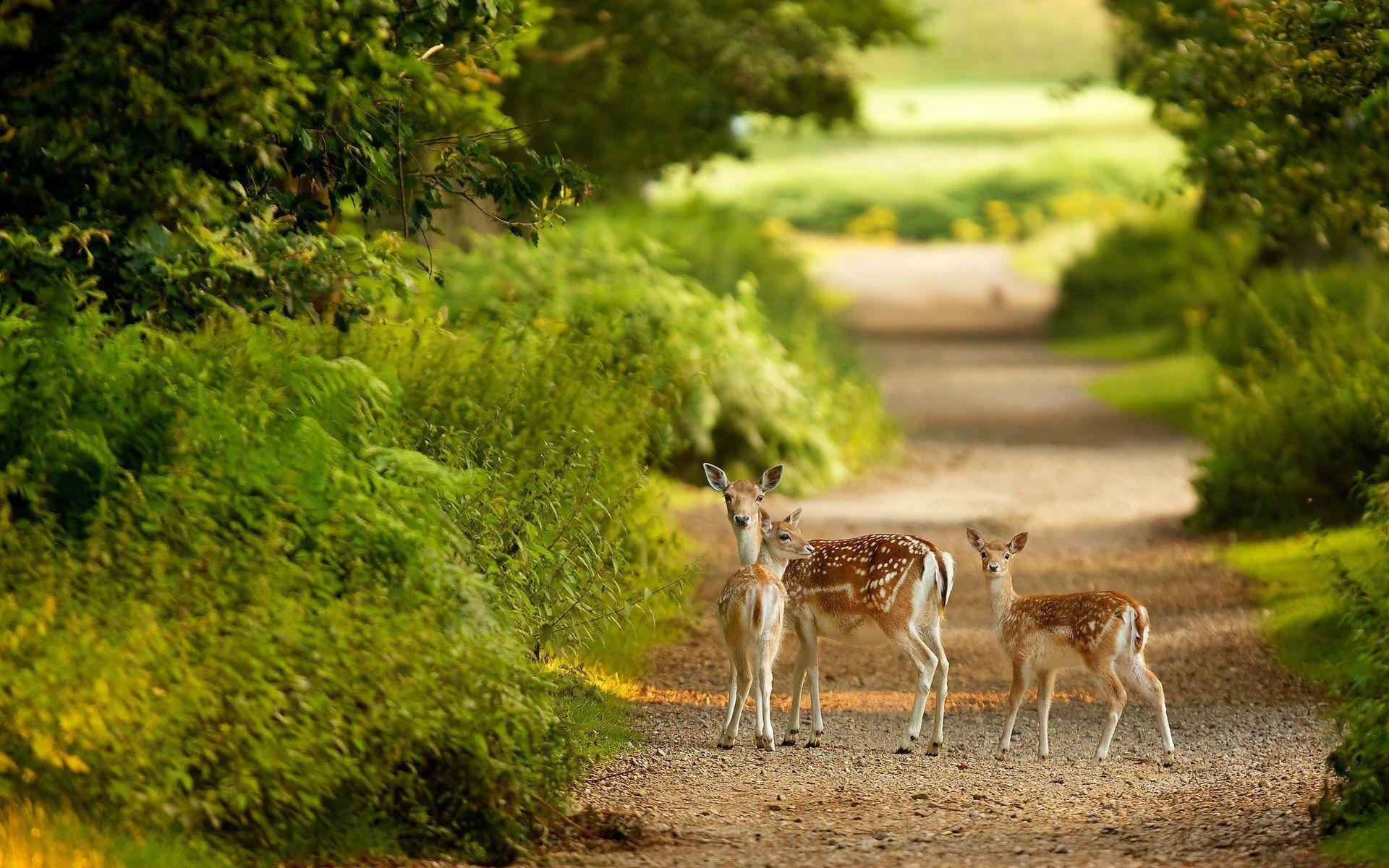 1920x1200 Beautiful Deer Desktop Wallpaper. One HD Wallpaper Picture