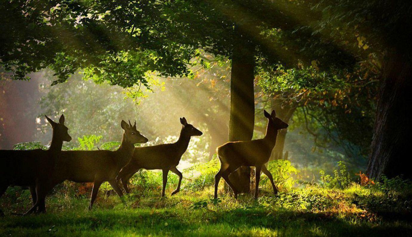 1380x794 Free download Most Beatiful Beautiful DEER Wallpaper In HD Beautiful Wallpaper [1380x794] for your Desktop, Mobile & Tablet. Explore Most Beautiful HD Wallpaper. Beautiful Nature Wallpaper HD, The Most