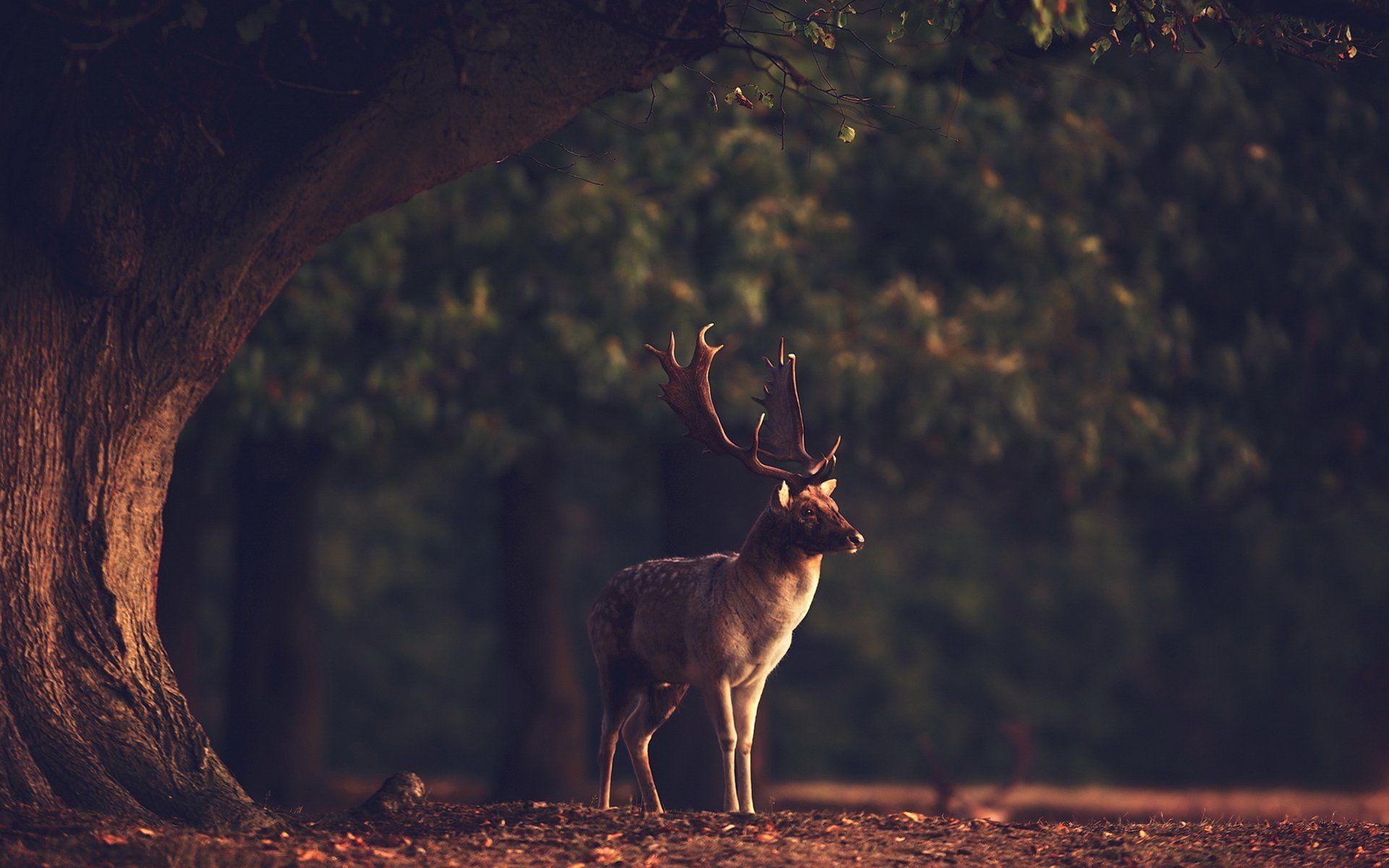 1920x1200 sunset, Summer, Beauty, Beautiful, Tree, Animal, Deer, Forest, Nature, Landscape Wallpaper HD / Desktop and Mobile Background