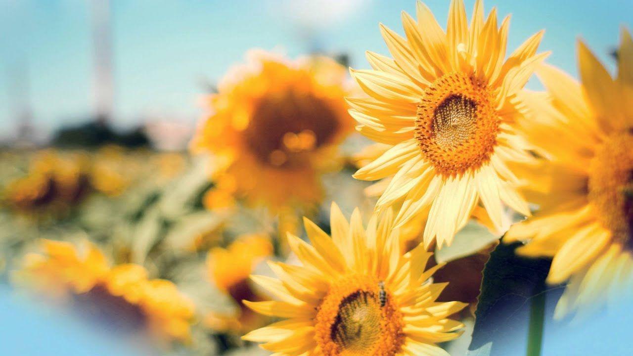 1280x720 Beautiful Flowers HD Wallpaper Free