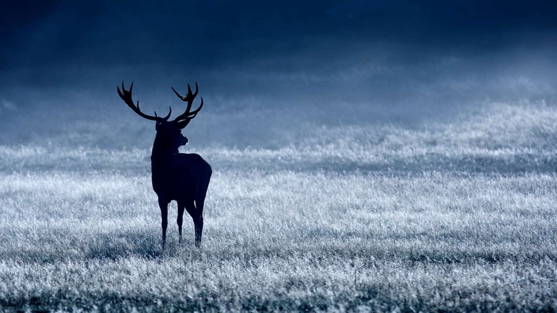 1920x1080 Desktop Deer Wallpaper HD