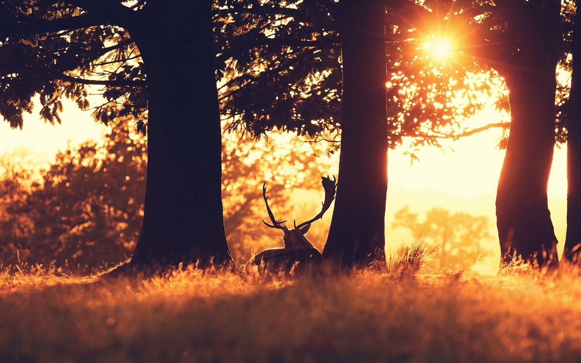 1920x1200 Free Download Deer Background