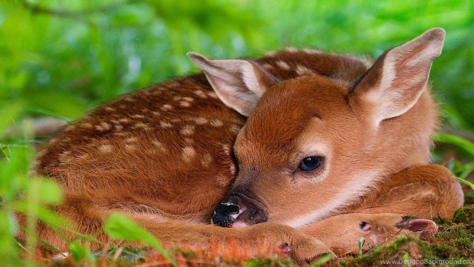 1600x900 Beautiful Deer Wallpaper In HD Desktop Background