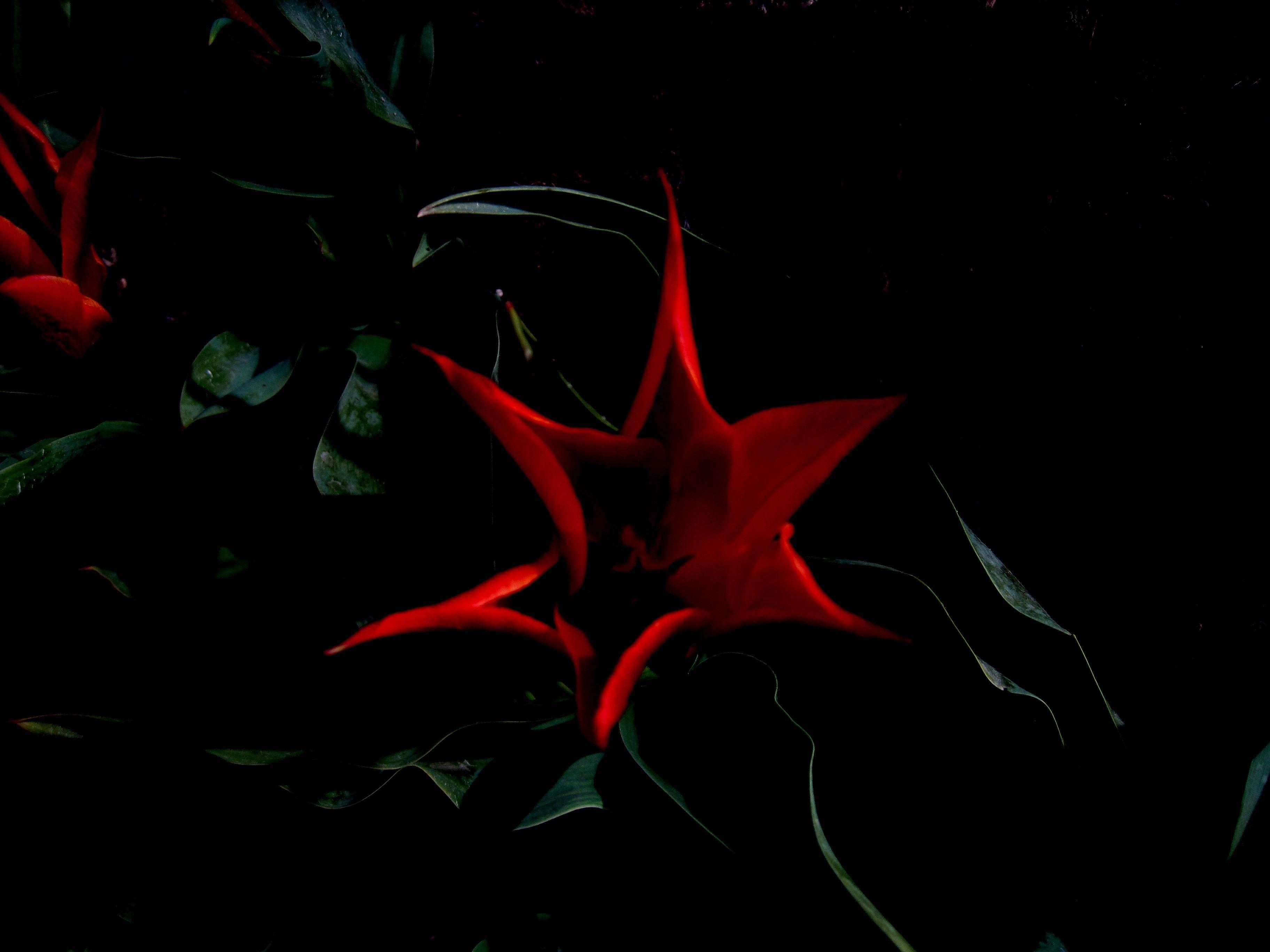 3648x2736 Flowers: Tulip Abstract Leaves Flower Star Flowers Petals Red Black