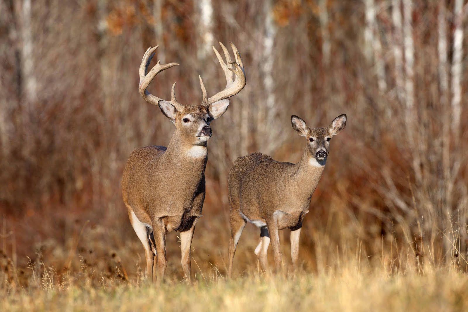 1600x1067 Deer Desktop Background. Beautiful Widescreen Desktop Wallpaper, Desktop Wallpaper and Naruto Desktop Background