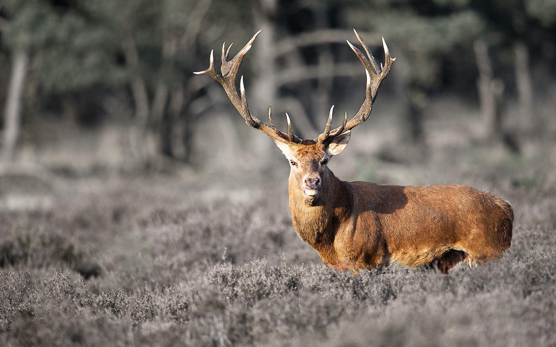 1920x1200 100% Quality Deer HD Wallpaper #FOG52FOG, 4K Ultra HD Photo