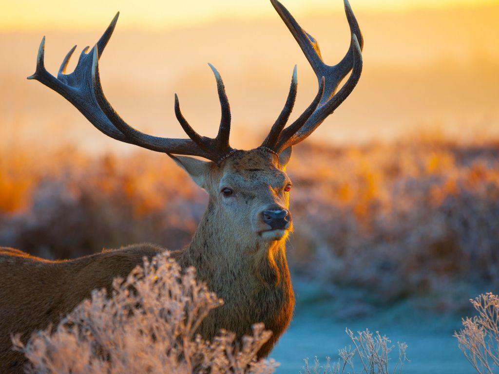 1024x768 Deer 4K wallpaper for your desktop or mobile screen free and easy to download