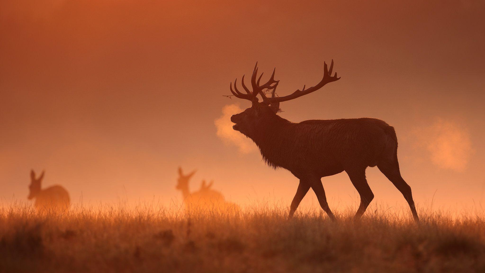 2048x1152 Top Most Beatiful Beautiful DEER Wallpaper In HD 2048x1152