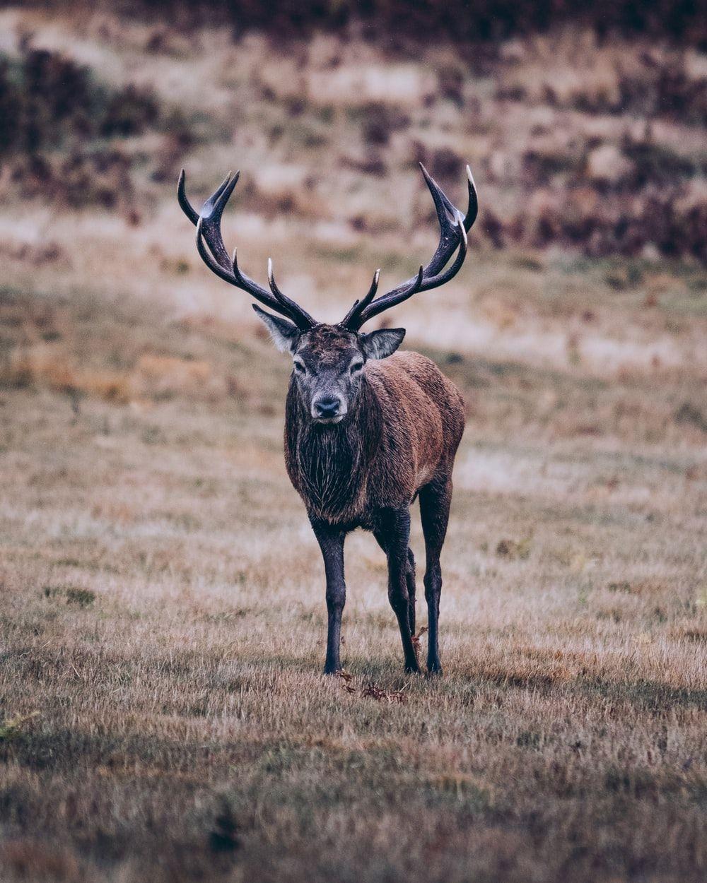 1000x1250 Deer Wallpaper: Free HD Download [HQ]