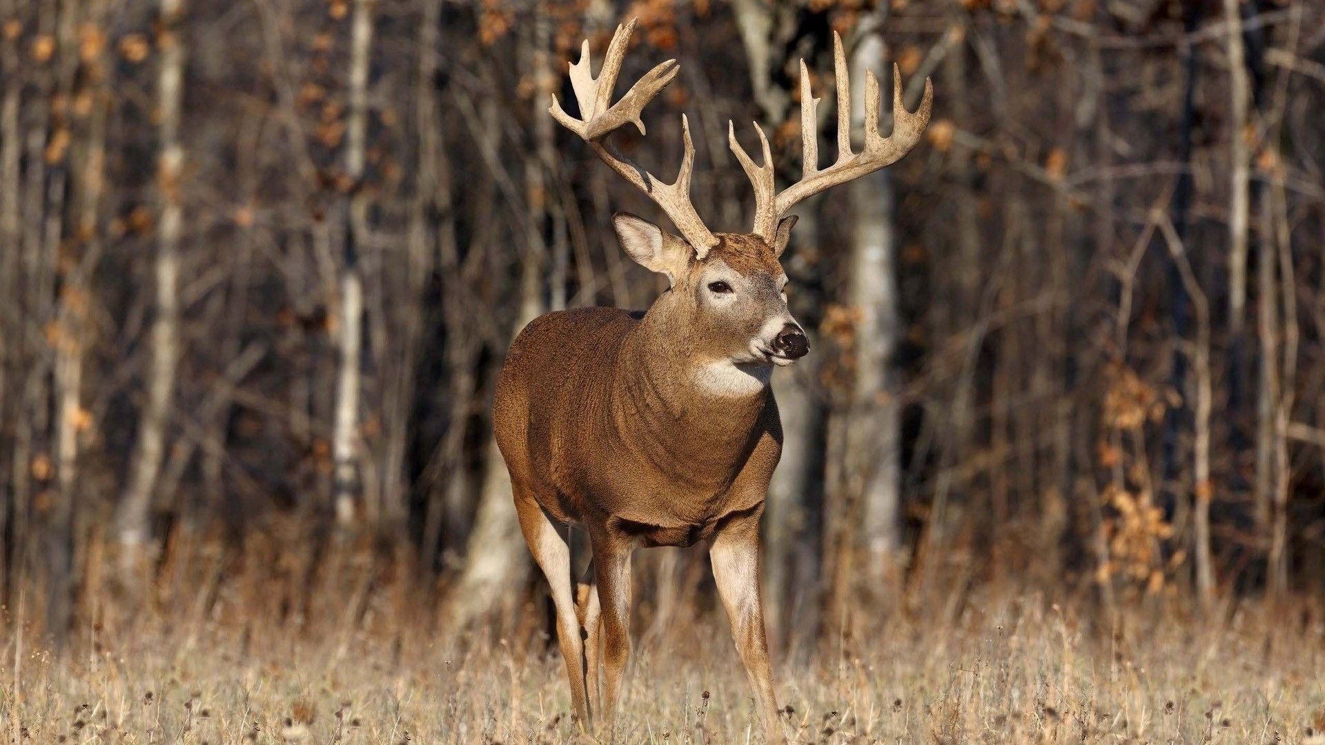 1920x1080 Beautiful Sika Deer