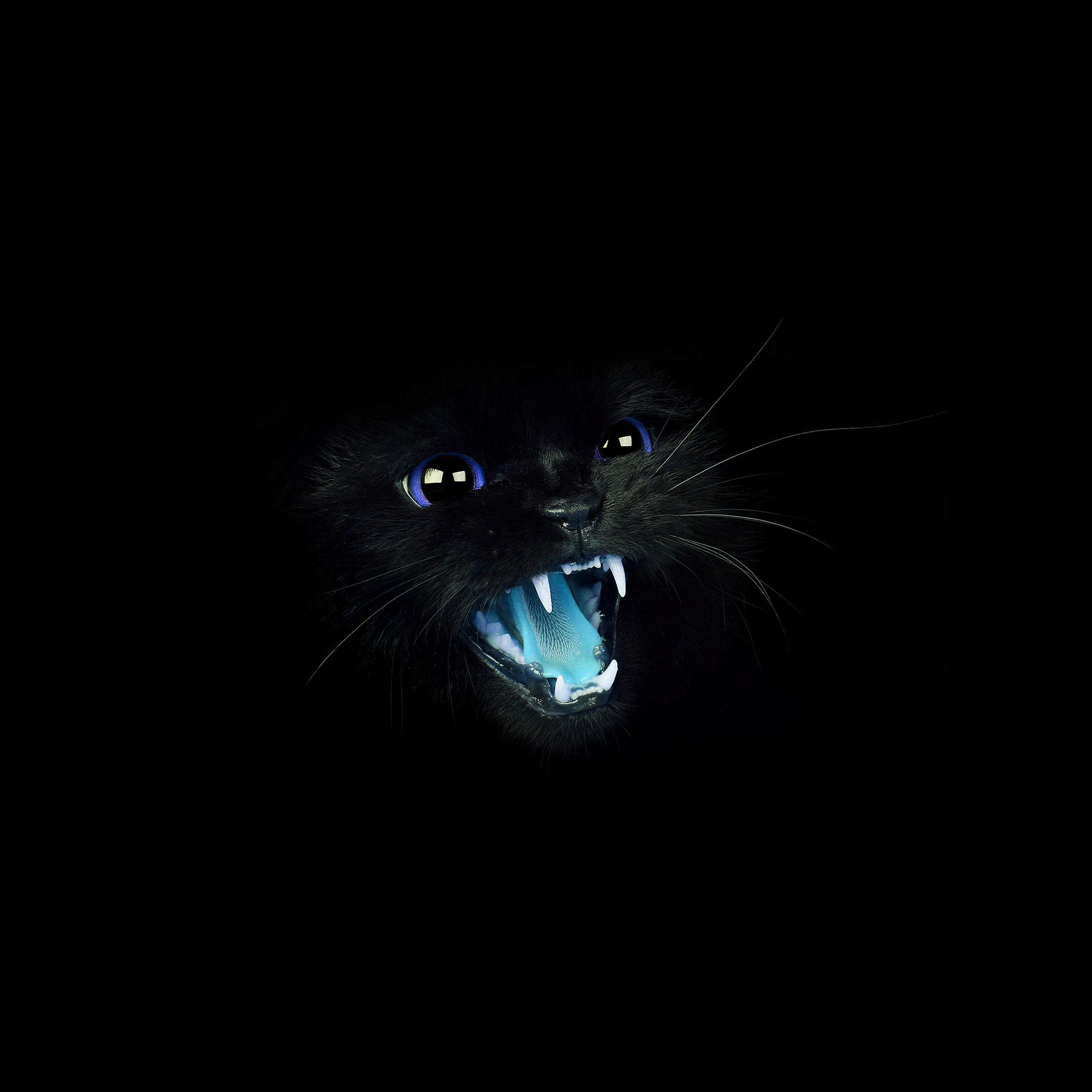 2732x2732 Black Cat Blue Eye Roar Animal Cute