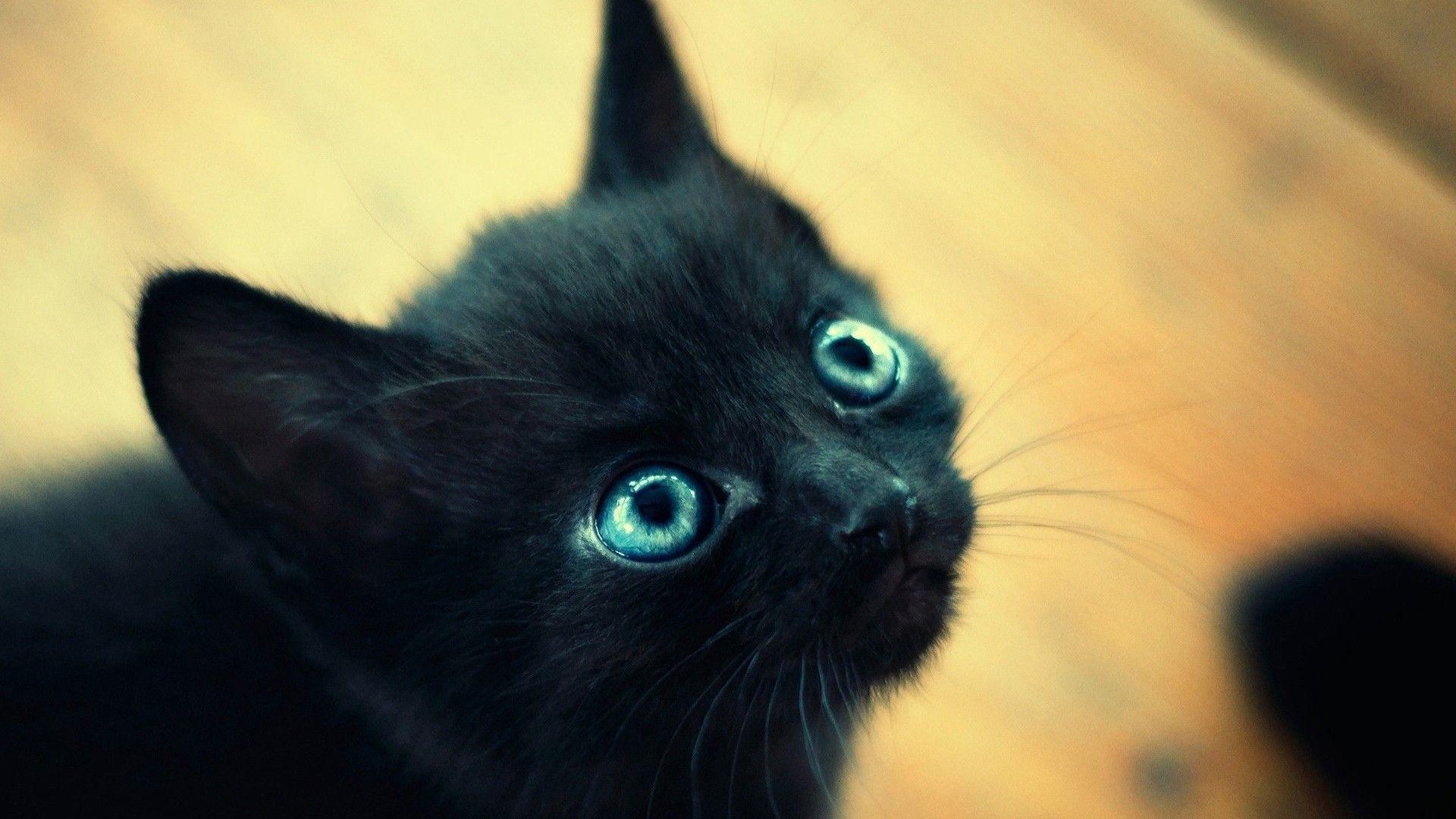 1920x1080 Black Cat With Blue Eyes HD Cat Wallpaper