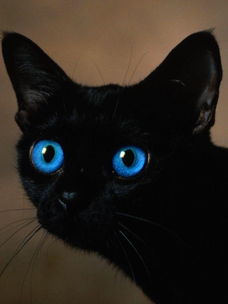 Black Cat Blue Eyes Wallpapers Top Free Black Cat Blue Eyes
