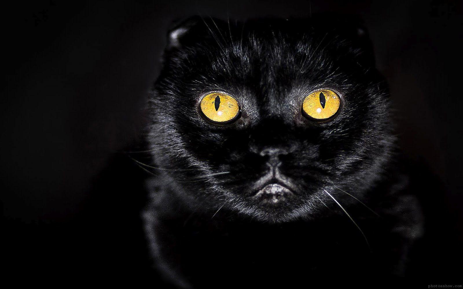 1600x1000 Black Cat with Ruby Eyes .