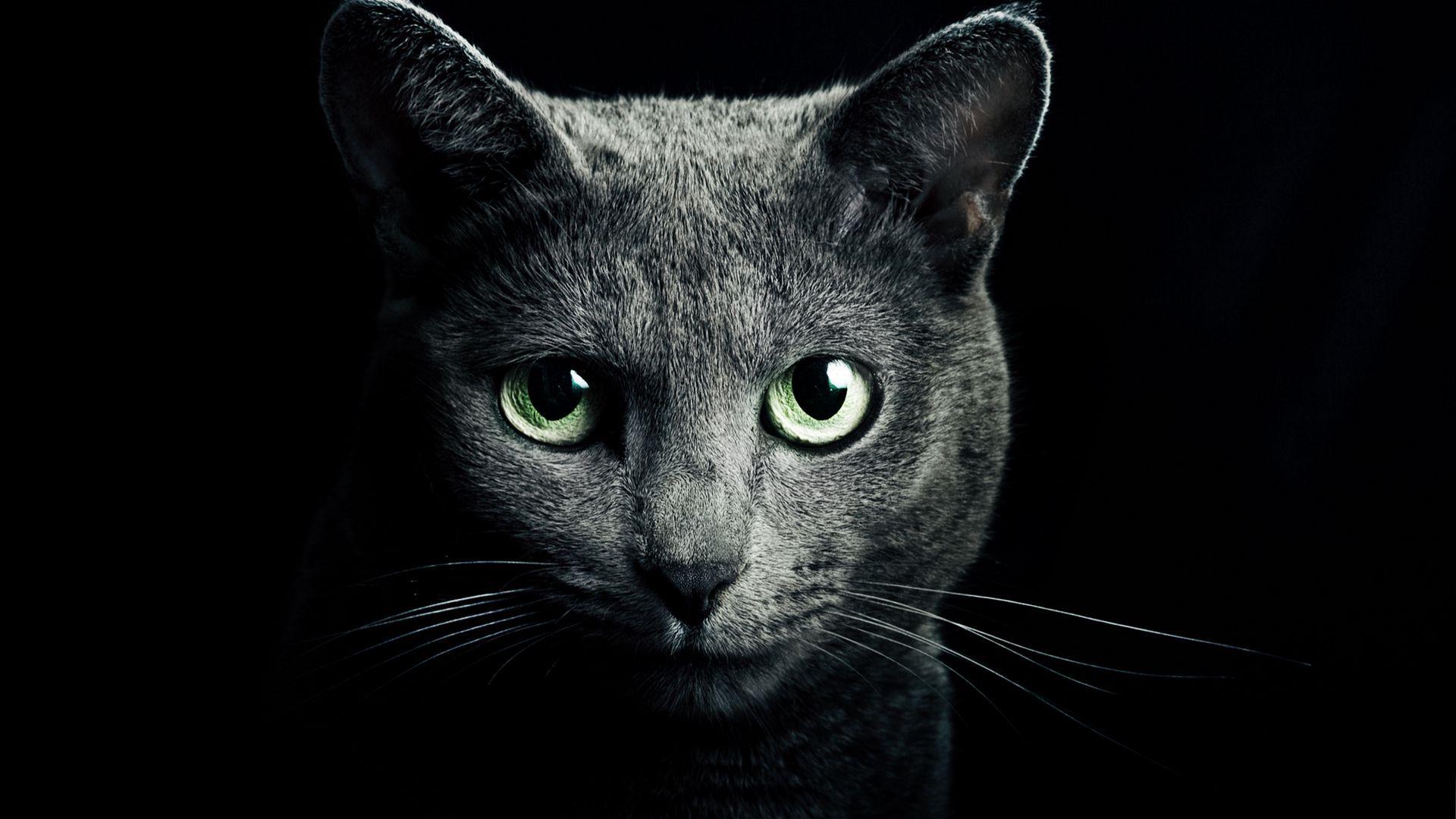 1920x1080 Download wallpaper 1920x1080 cat, black, breed, russian, blue eyes, green eyes, black background full hd, hdtv, fhd, 1080p HD background