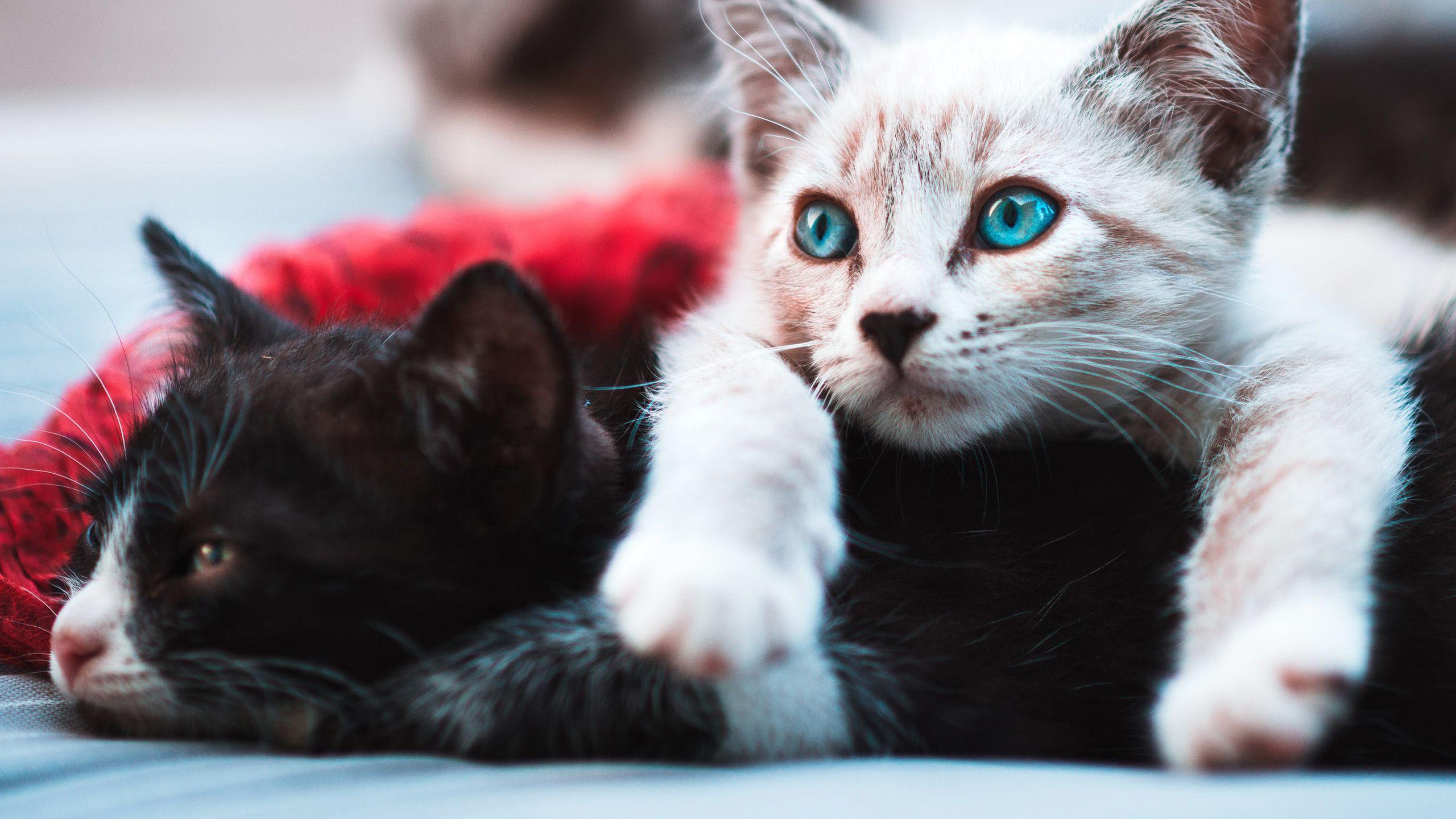 2560x1440 Black And White Cats With Blue Eyes HD Cat Wallpaper