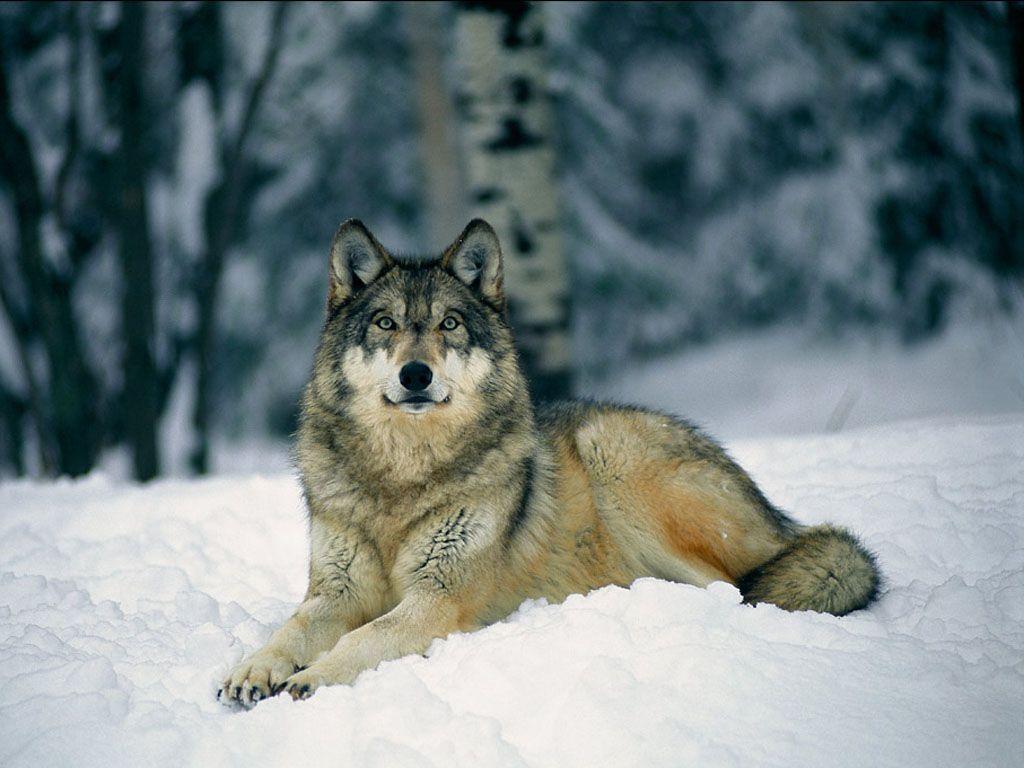 1024x768 Art And Home Wallpaper HD: Wolf in Winter Wallpaper