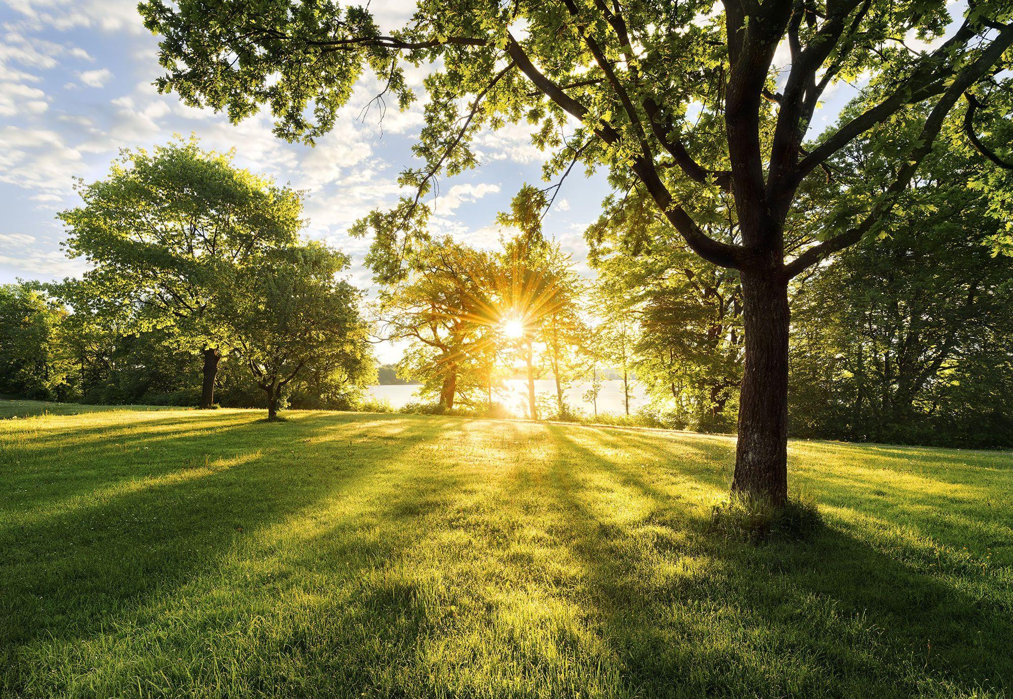 2000x1381 Bedroom wallpaper mural Green nature scenery 368x254cm + Free adhesive decor