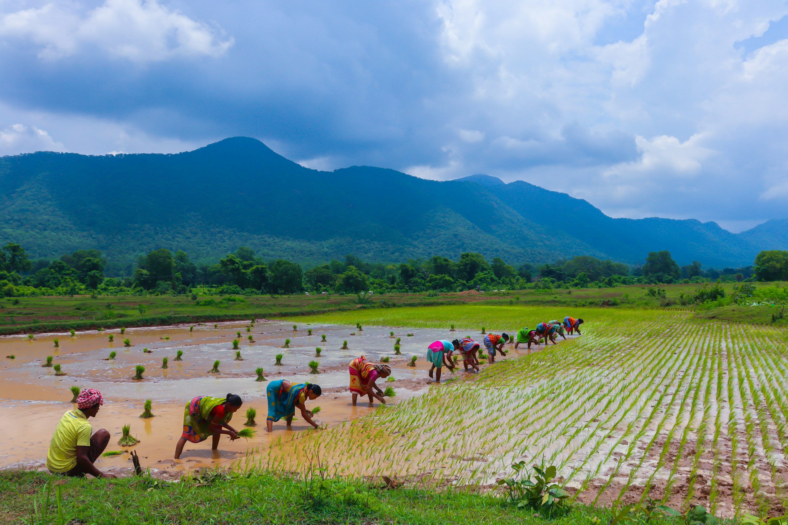 3000x2000 Indian Farmer Picture [HD]. Download Free Image