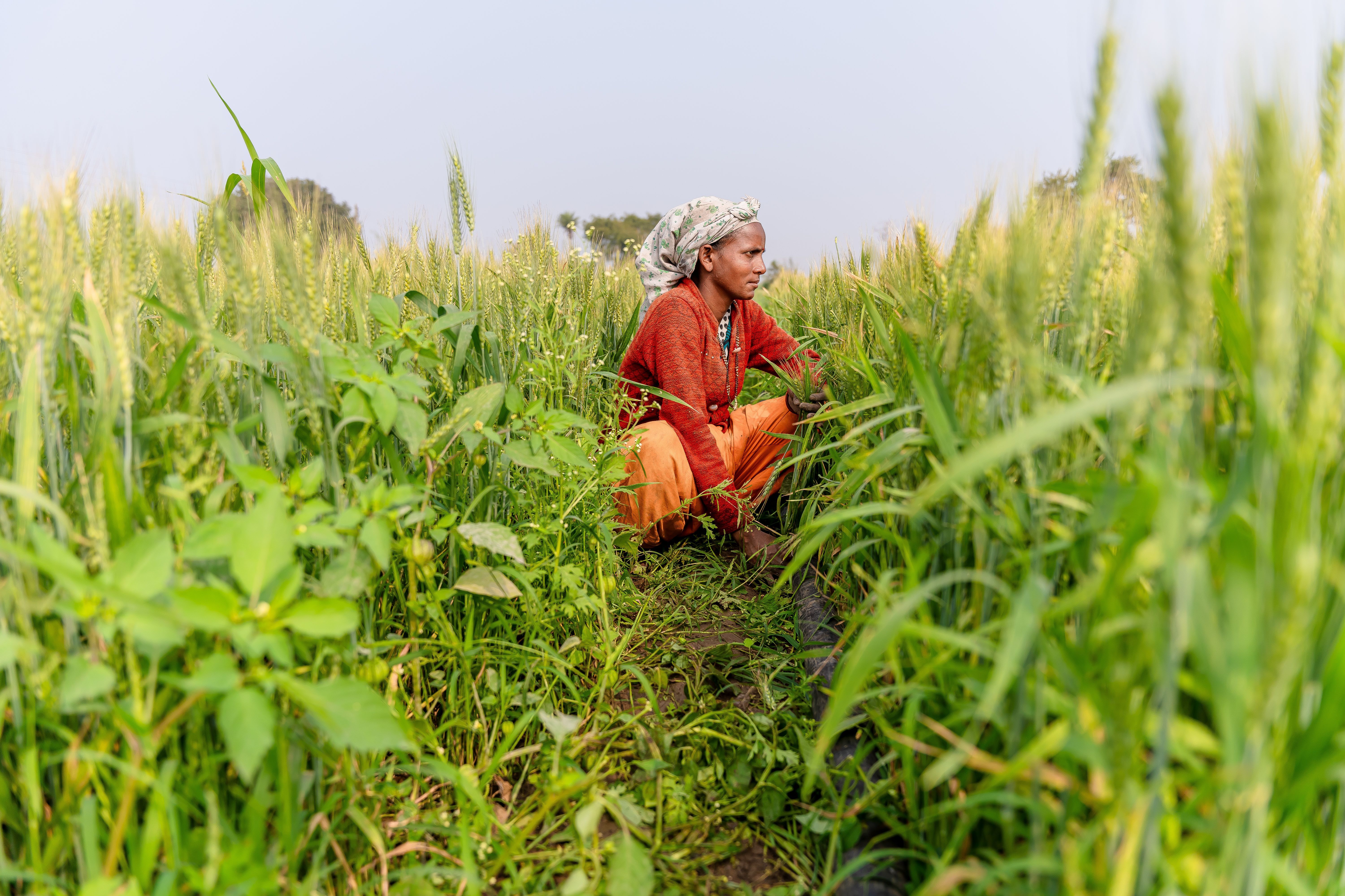 6000x4000 Indian Farmer Photo, Download The BEST Free Indian Farmer & HD Image