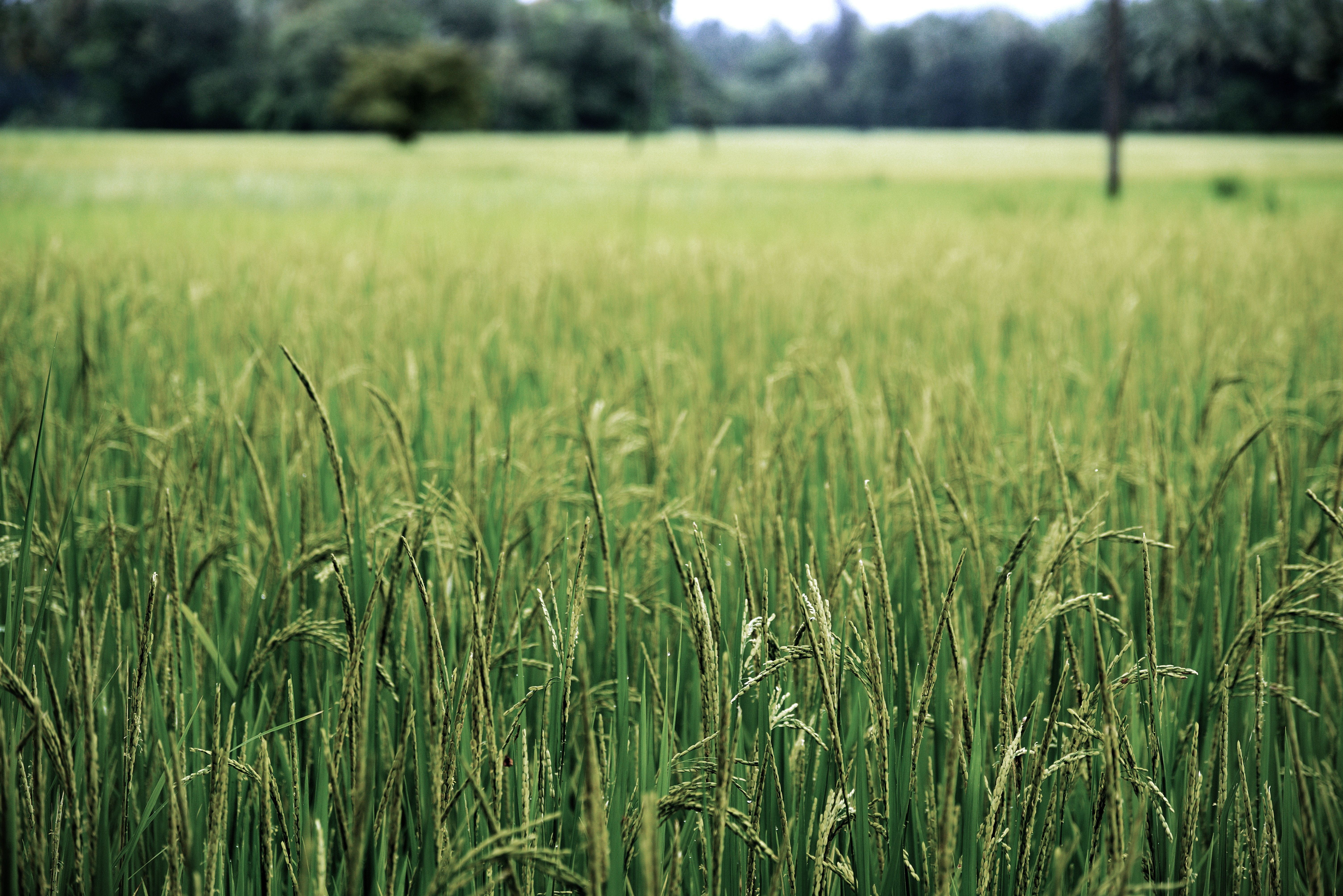 6016x4016 Indian Farming Wallpaper