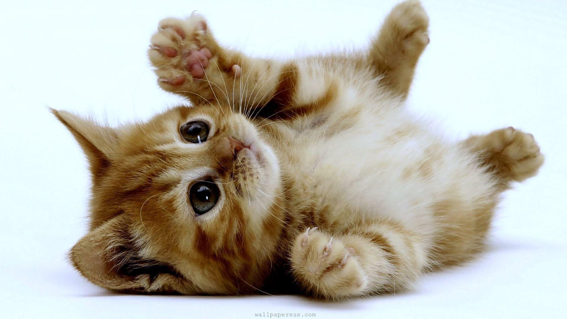 1920x1080 Cute Kitten Wallpaper HD for Android