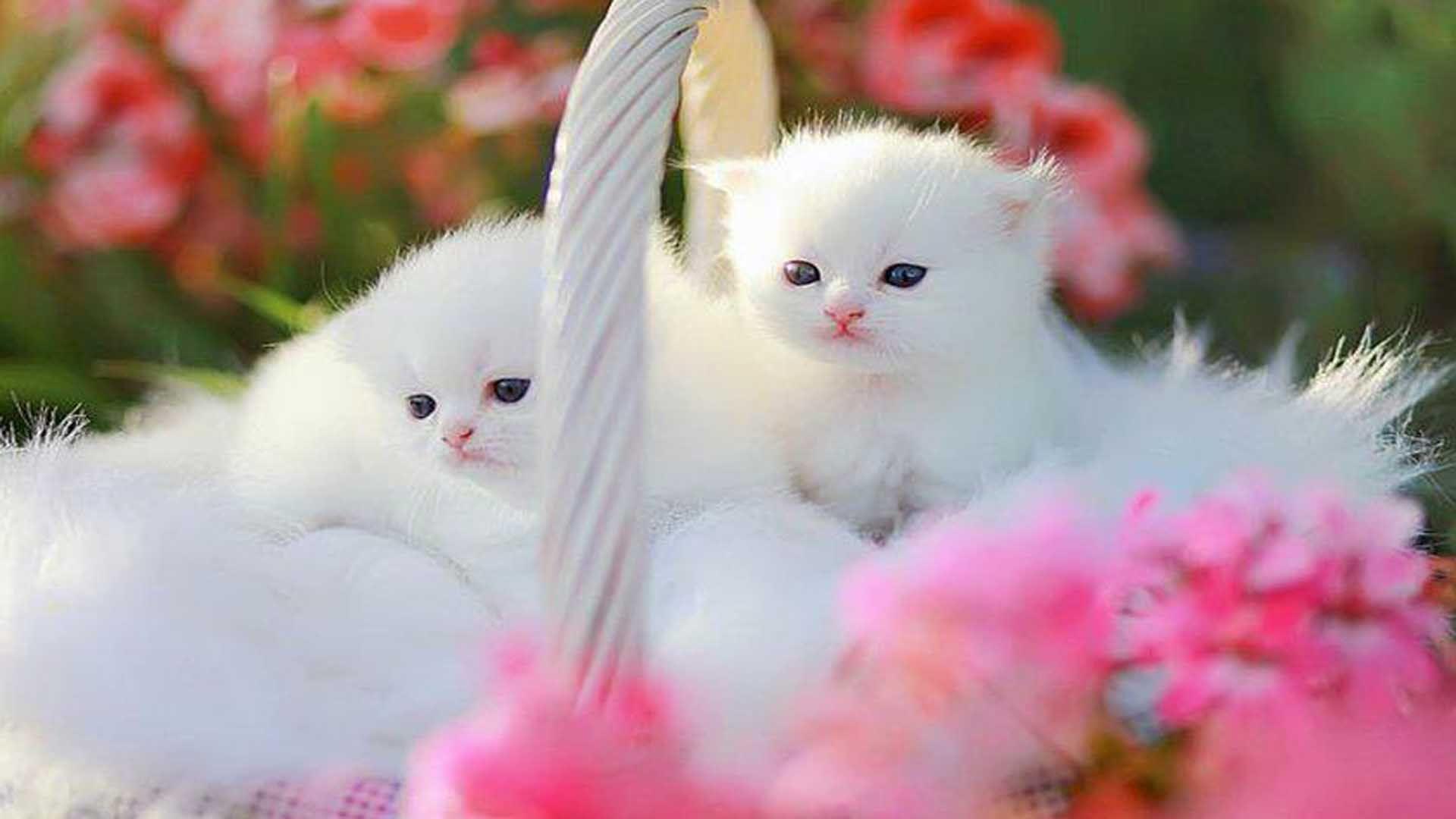 1920x1080 Pink Cute Kittens Wallpaper